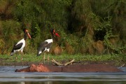 Saddle-billed storks and hippo : 2014 Uganda